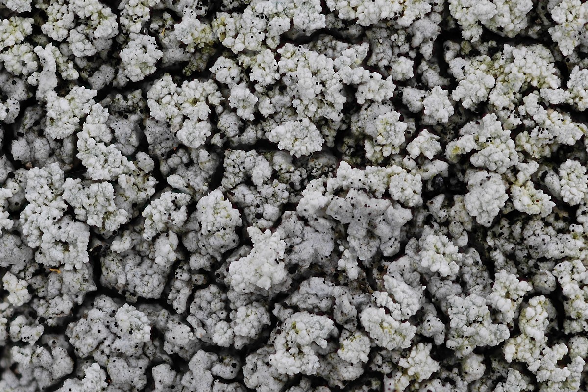 Pertusaria aspergilla (door Arjan de Groot)