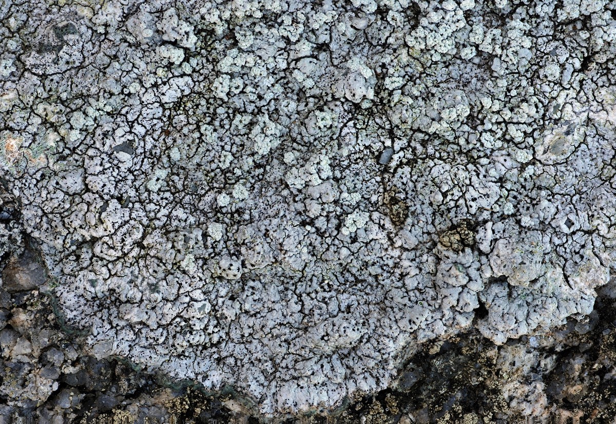 Pertusaria aspergilla (door Arjan de Groot)