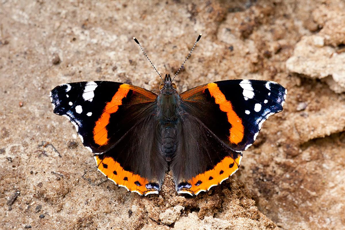 Vanessa atalanta (door John Breugelmans)