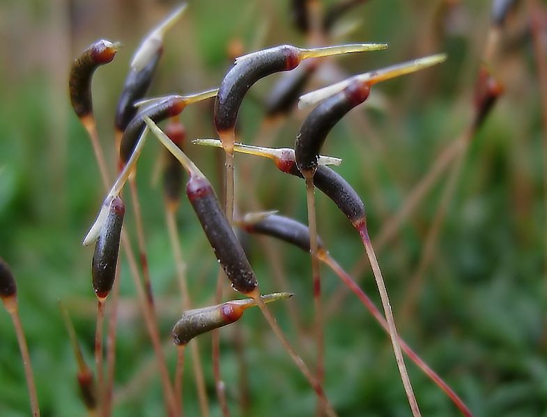 Atrichum undulatum (door Arjan de Groot)