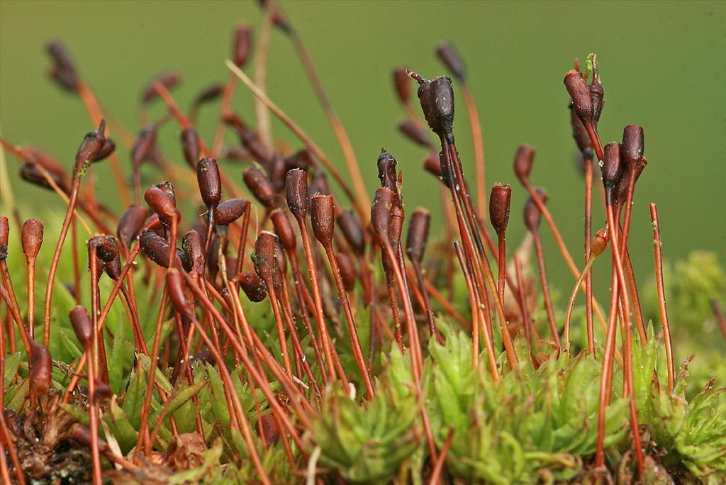 Atrichum tenellum (door Jan Kersten)