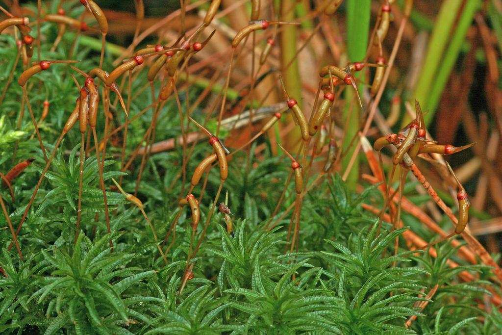 Atrichum undulatum (door Jan Kersten)