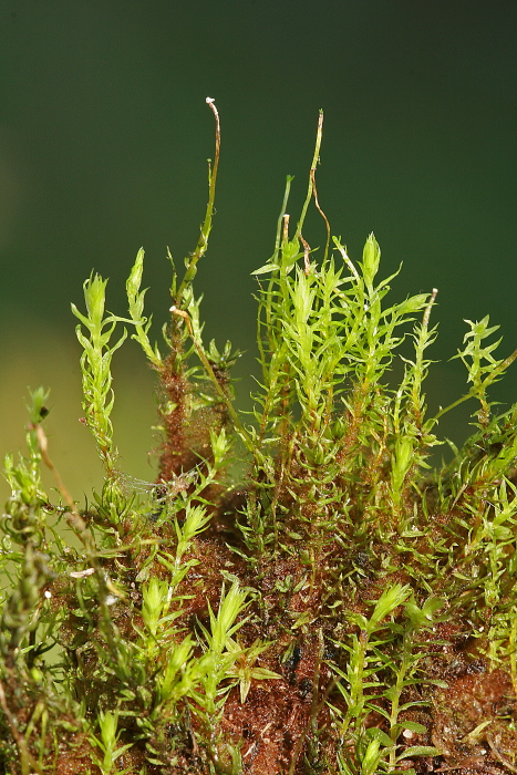 Aulacomnium palustre (door Jan Kersten)