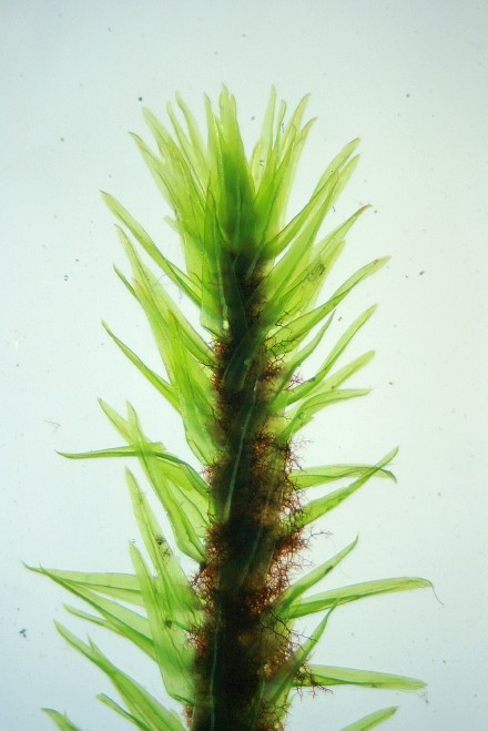 Aulacomnium palustre (door Jan Kersten)