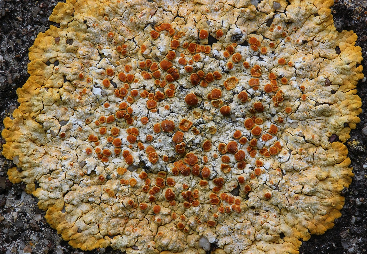 Variospora flavescens (door Arjan de Groot)