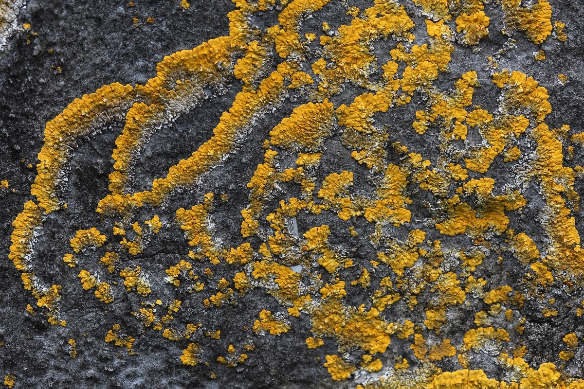 Variospora aurantia (door Arjan de Groot)