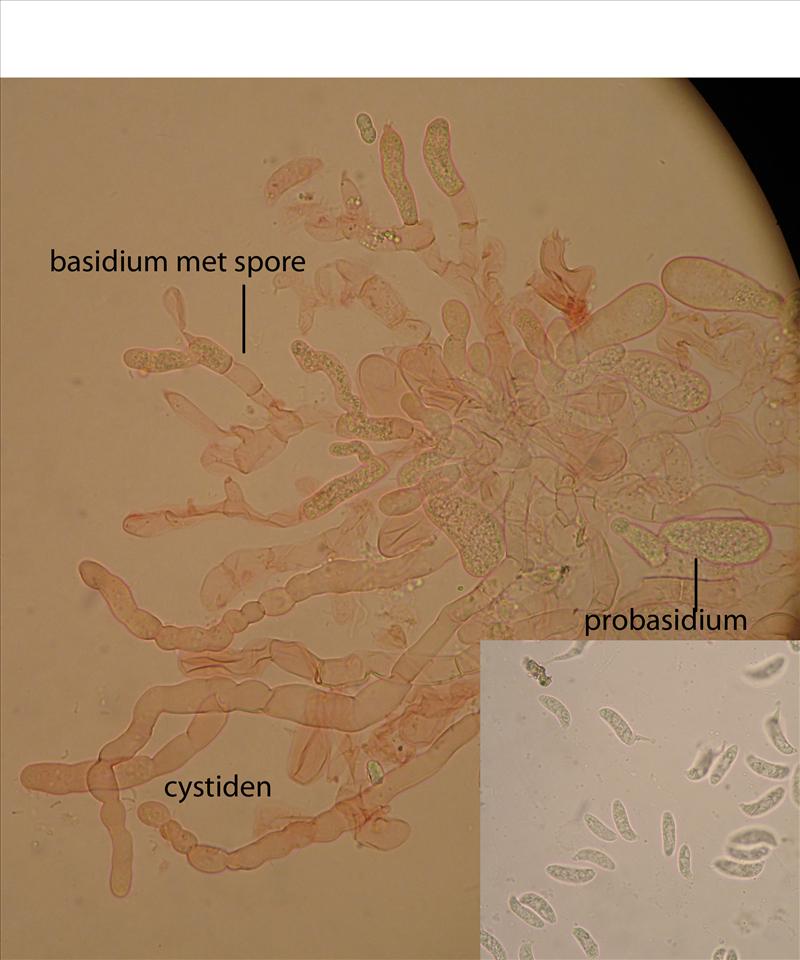 Helicogloea vestita (door Ida Bruggeman)