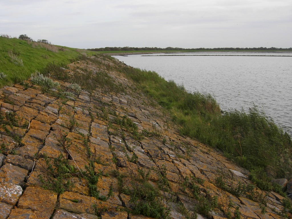 Variospora aurantia (door Arjan de Groot)