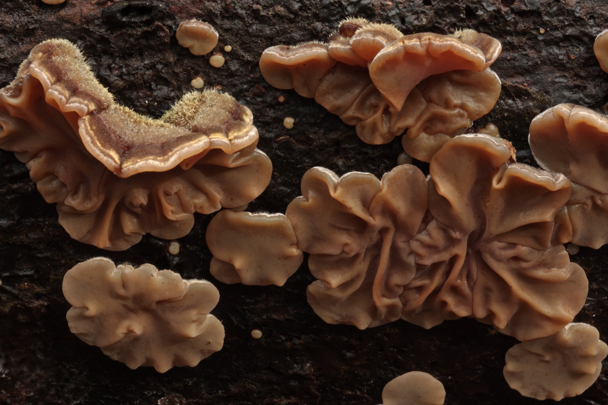 Auricularia mesenterica (door Sjoerd Greydanus)