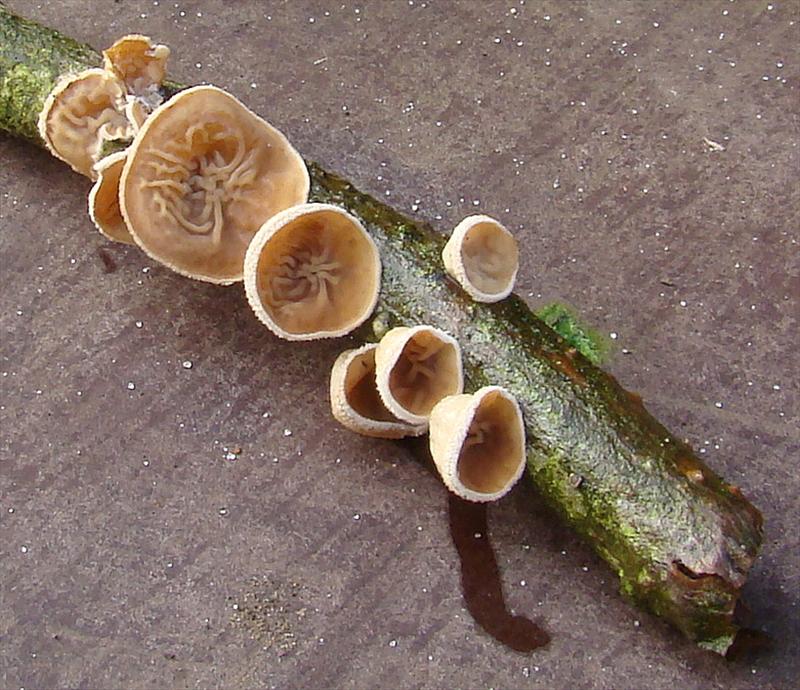 Schizophyllum amplum (door Frans Ozinga)