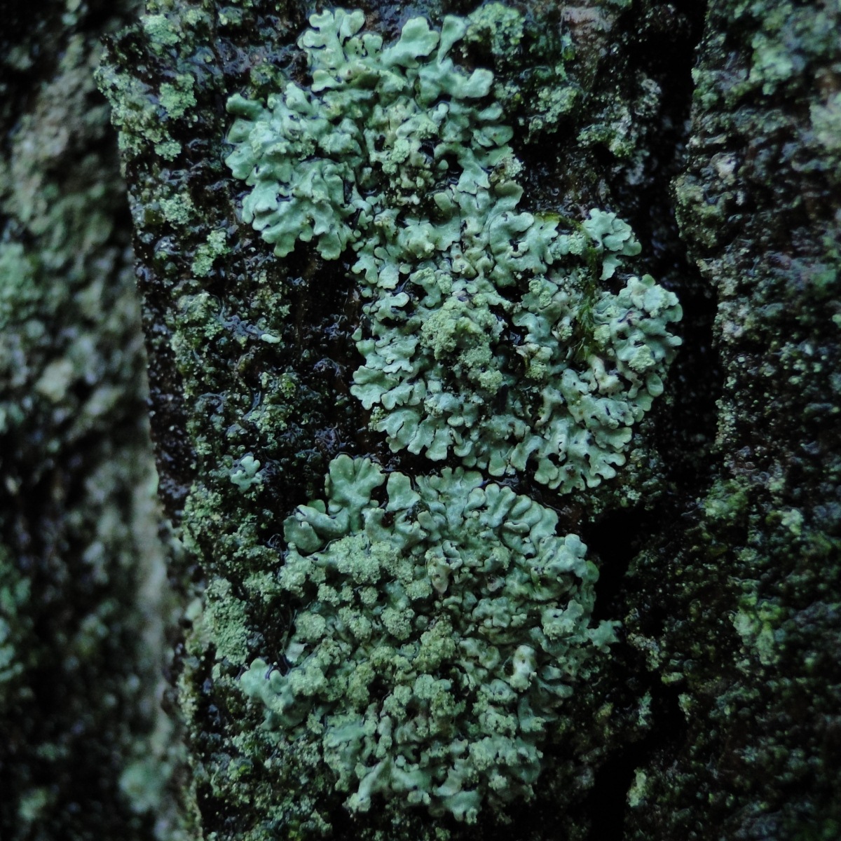 Parmeliopsis ambigua (door Henk-Jan van der Kolk)