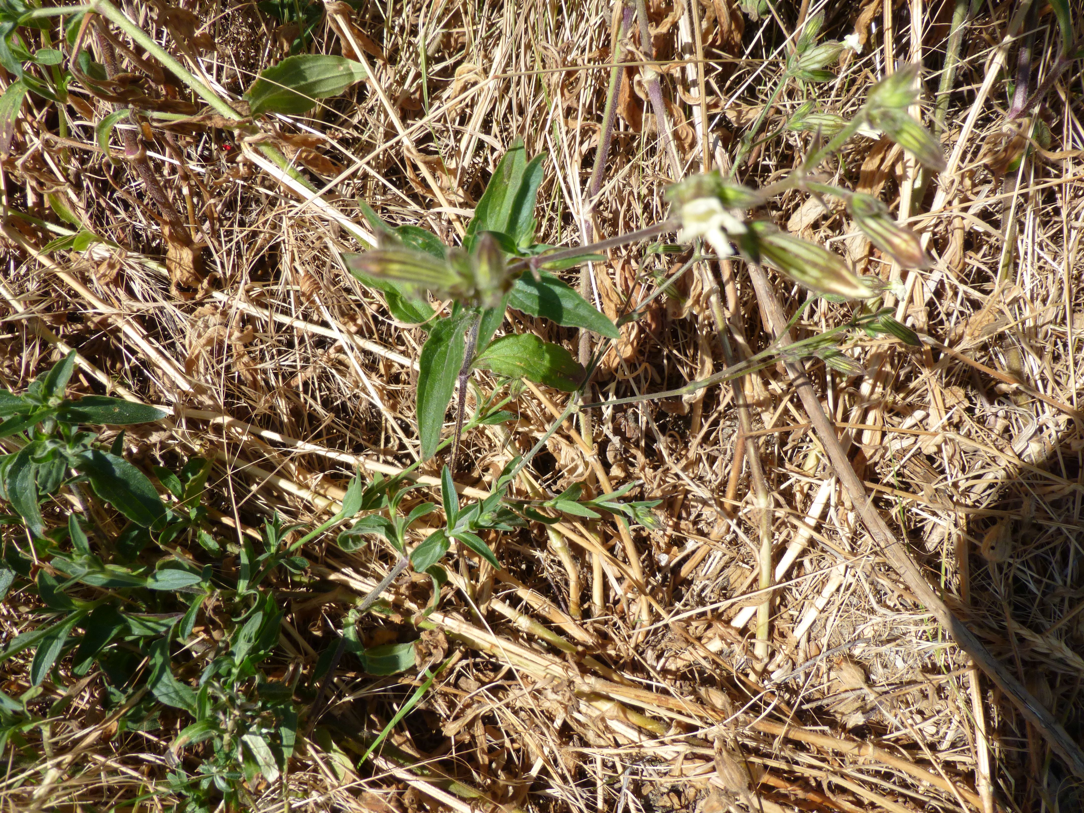 Silene latifolia subsp. alba (door Christien Labruijère)