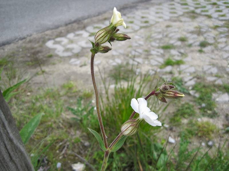 Silene latifolia subsp. alba (door Grada Menting)