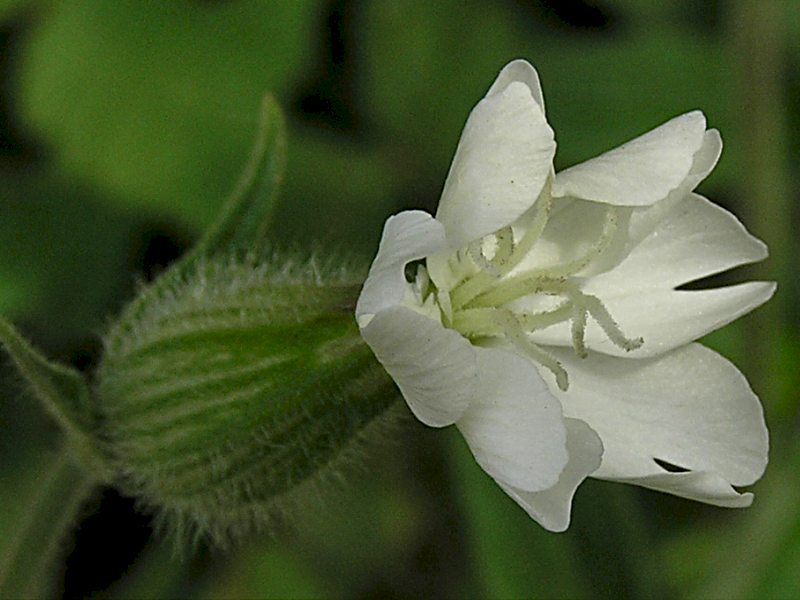 Silene latifolia subsp. alba (door Grada Menting)