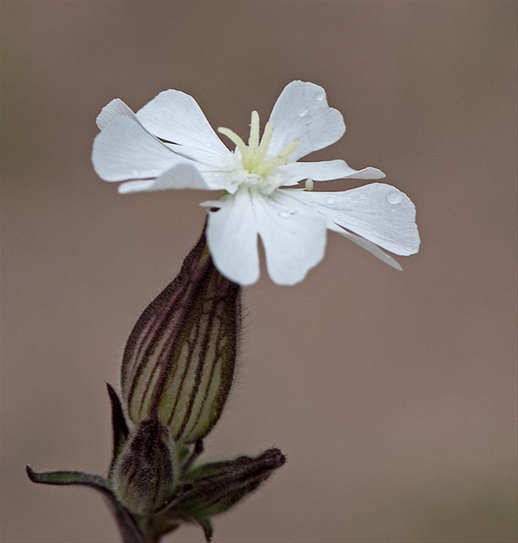 Silene latifolia subsp. alba (door Wijnand van Buuren)