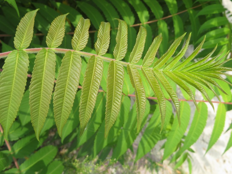 Rhus typhina (door Han Beeuwkes)