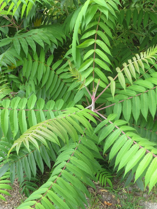 Rhus typhina (door Han Beeuwkes)