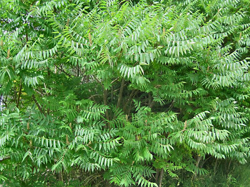 Rhus typhina (door Grada Menting)