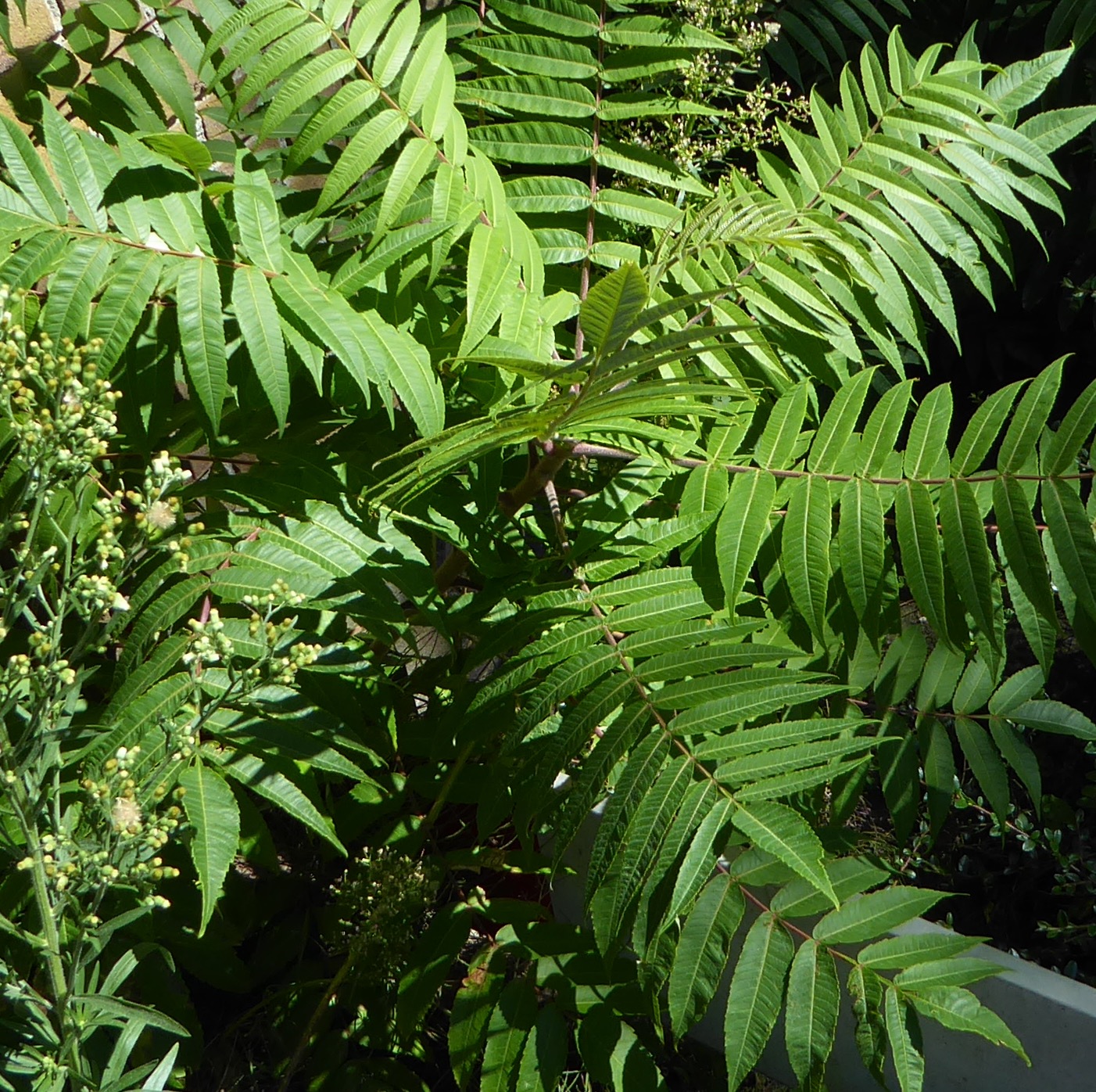 Rhus typhina (door Koen van Zoest)