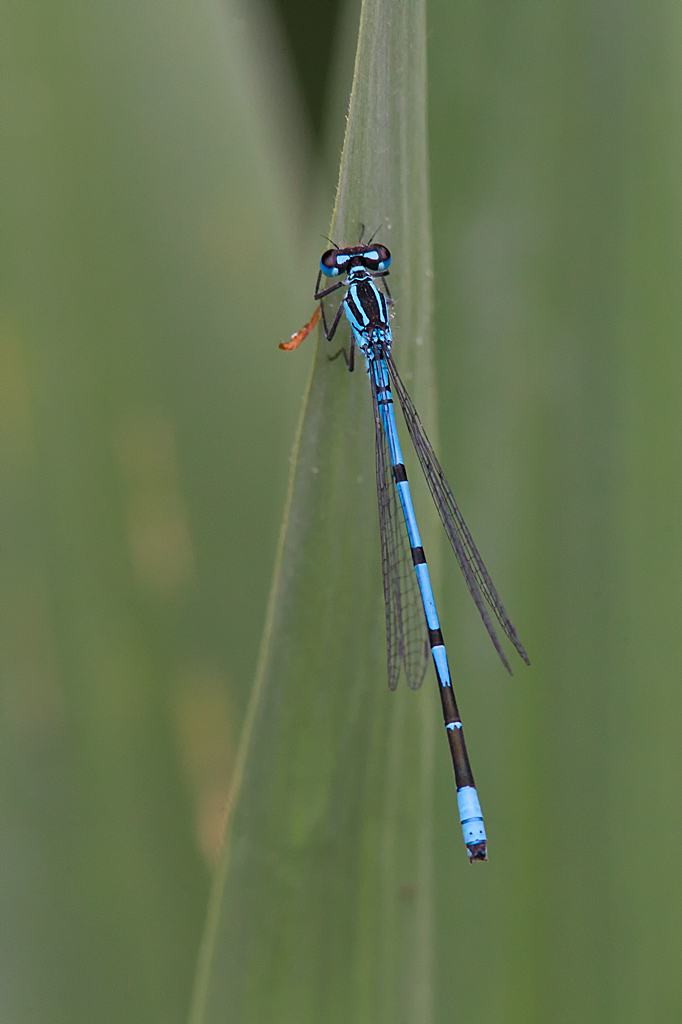 Coenagrion puella (door John Breugelmans)