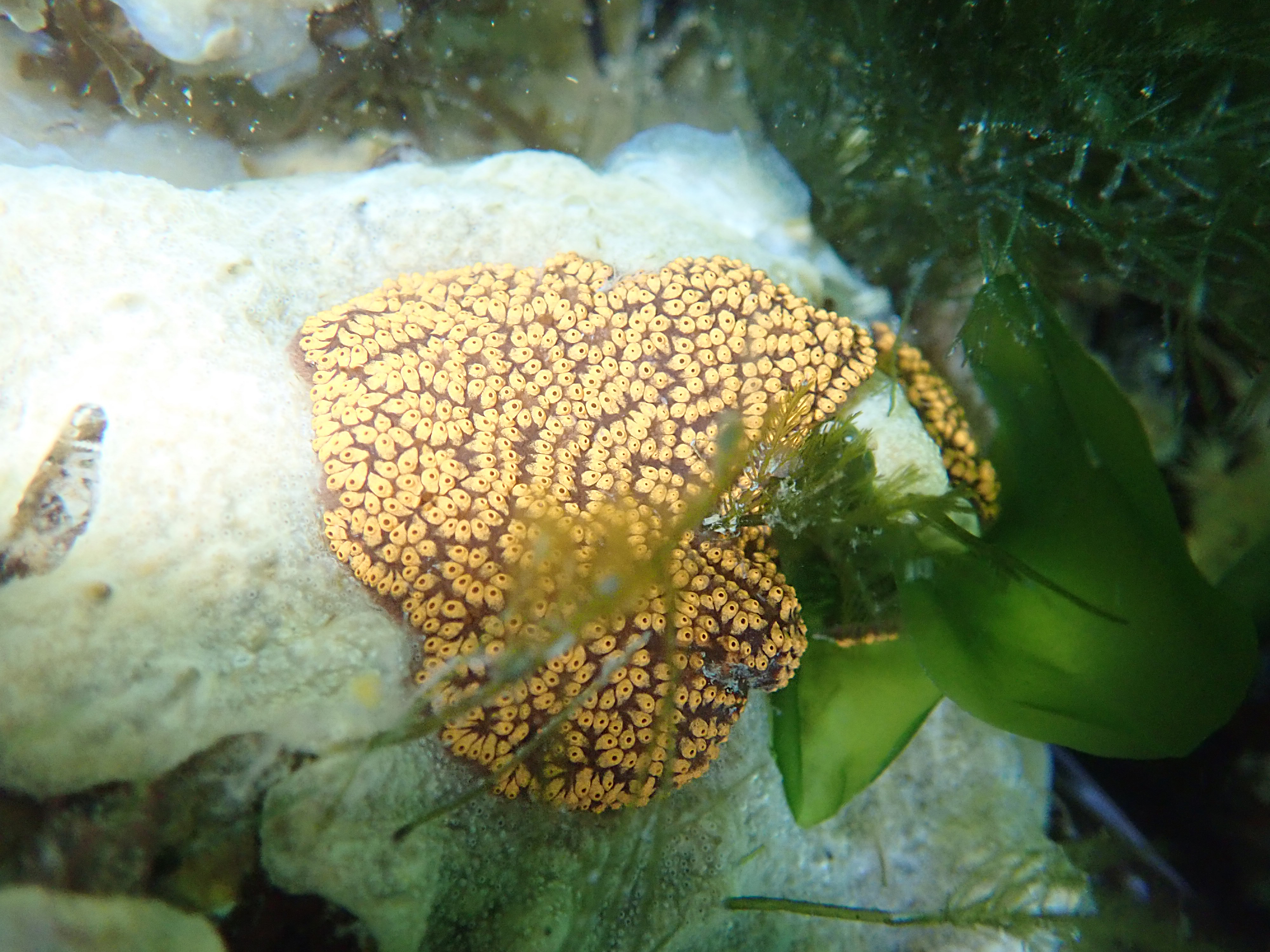 Botrylloides violaceus (door Adriaan Gmelig Meyling)