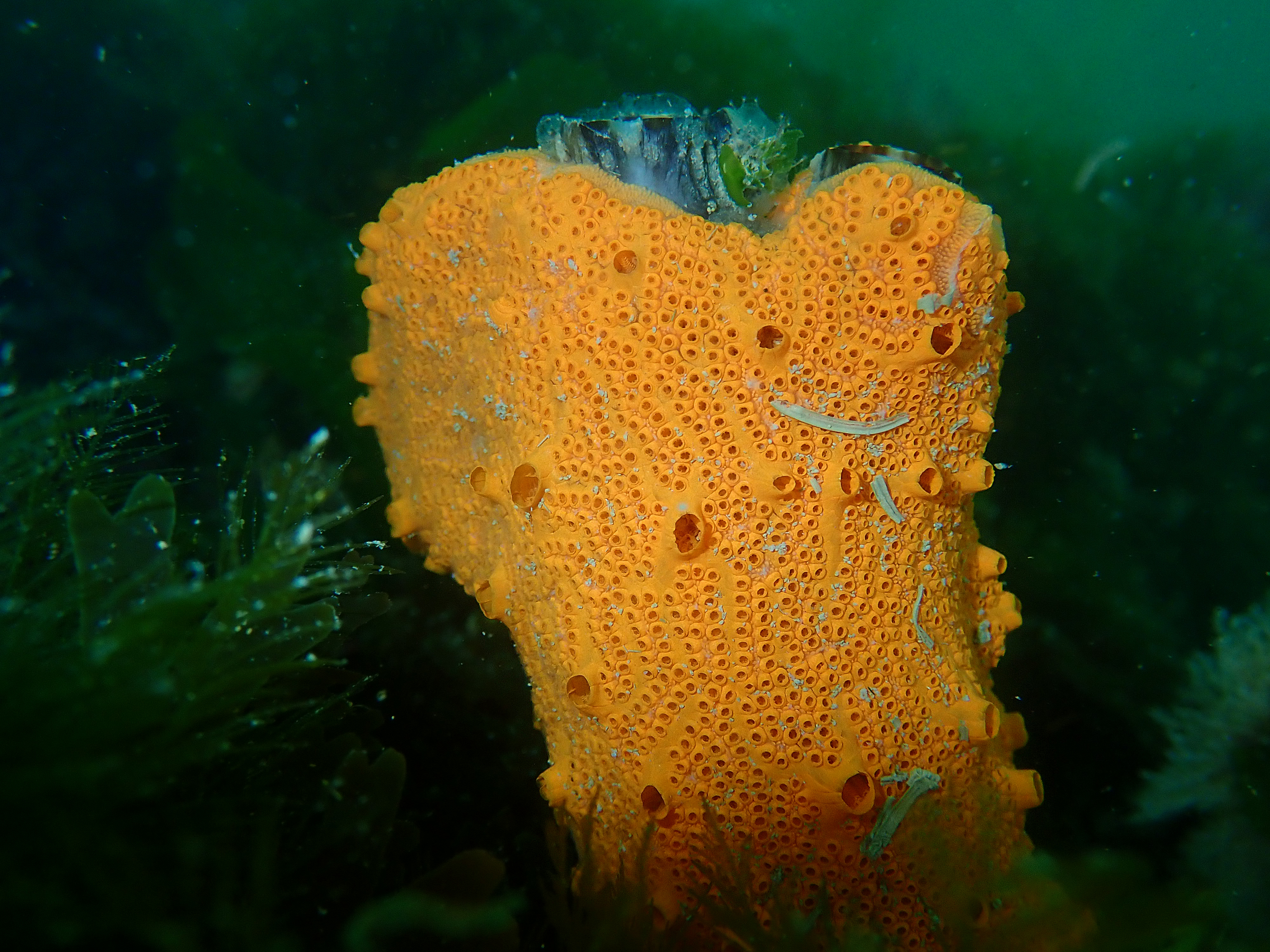 Botrylloides violaceus (door Adriaan Gmelig Meyling)