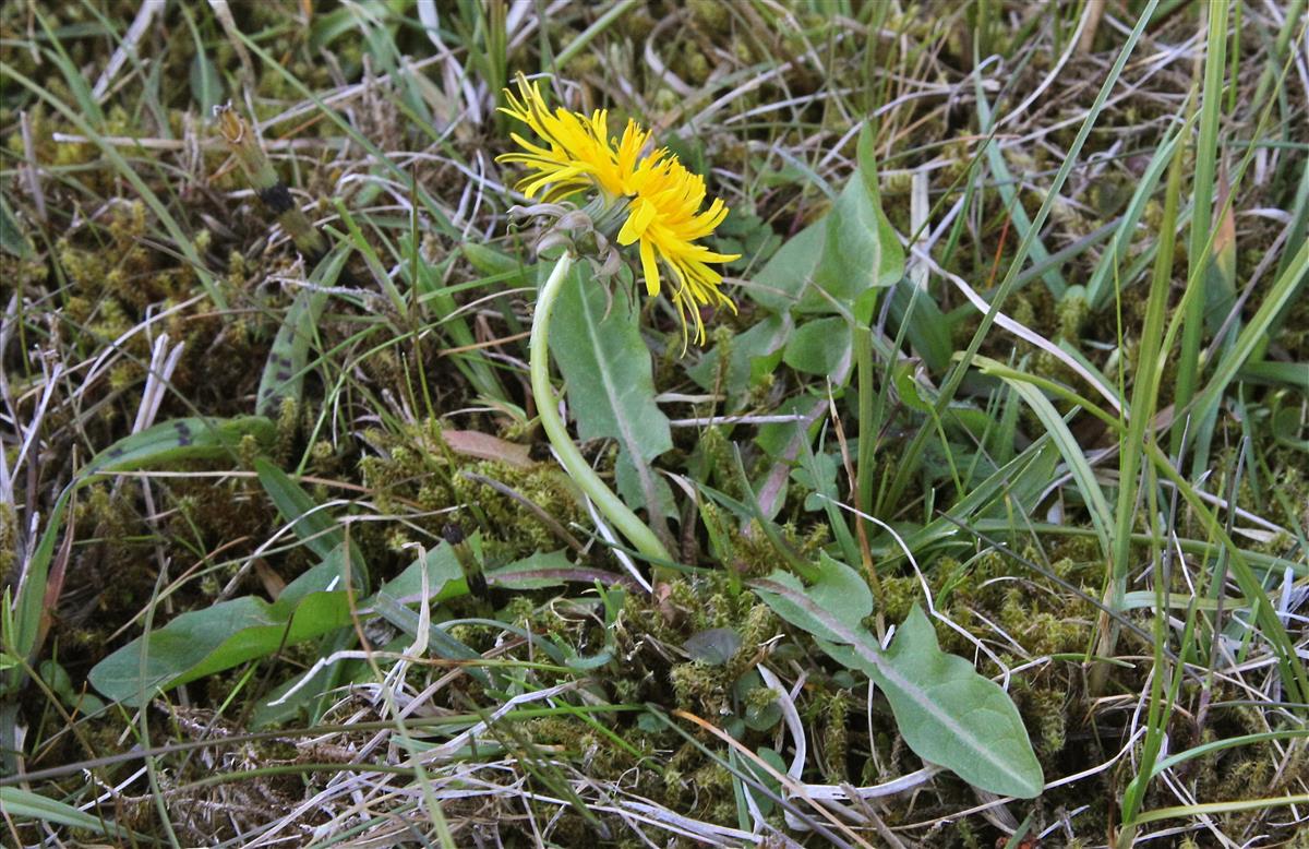 Taraxacum copidophyllum (door Jelle J. Hofstra)