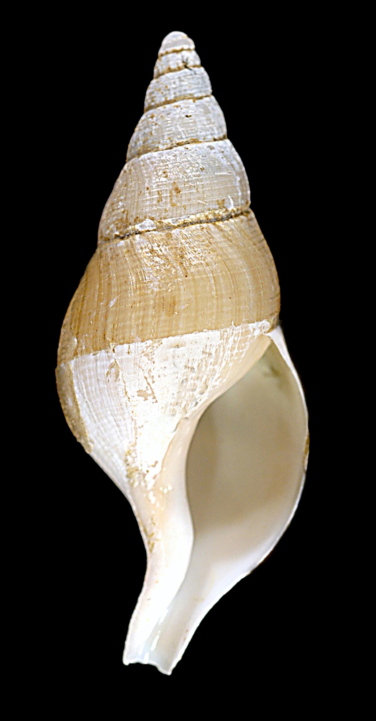 Colus gracilis (door Maarten Mulder)