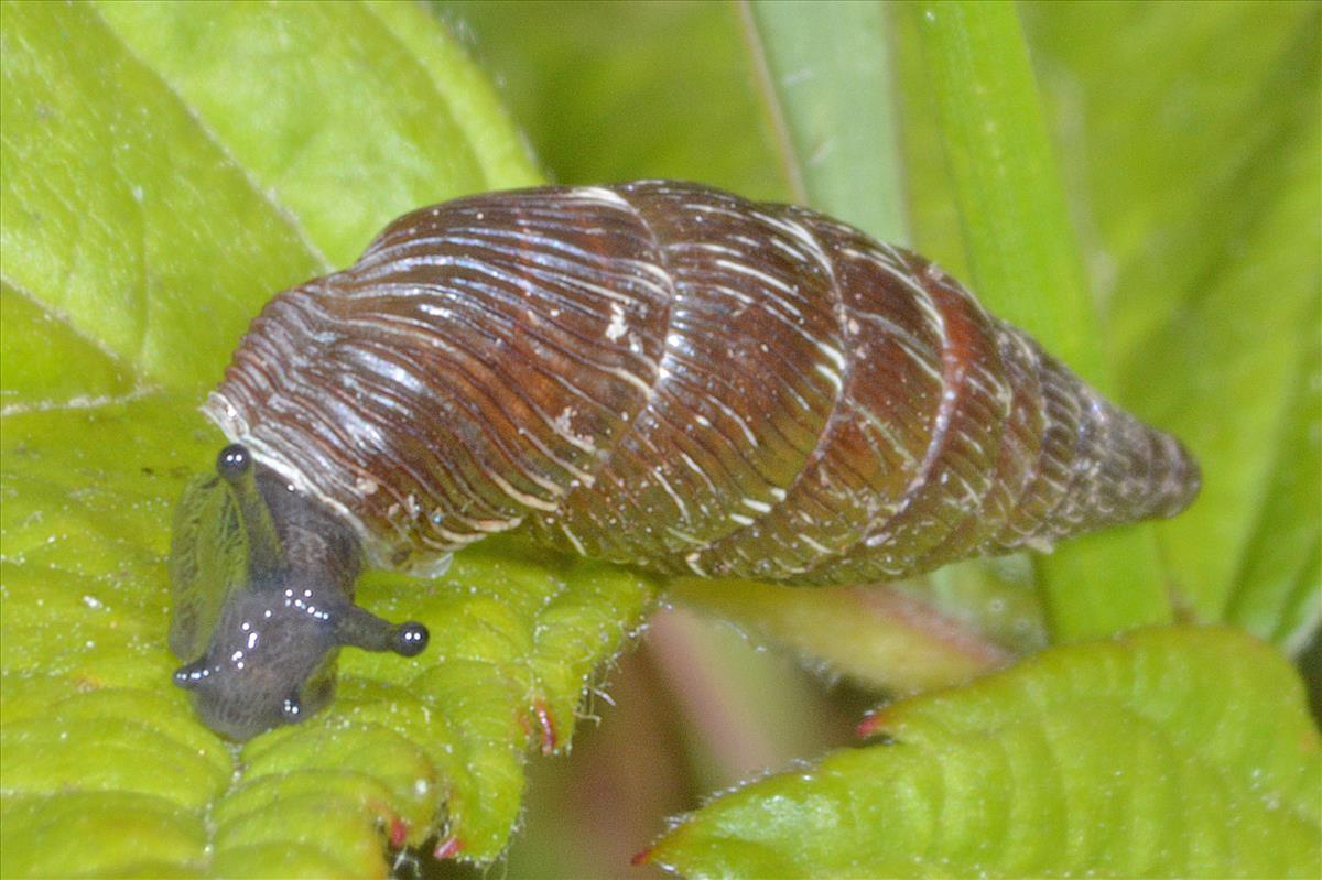 Alinda biplicata biplicata (door Adriaan Gmelig Meyling)