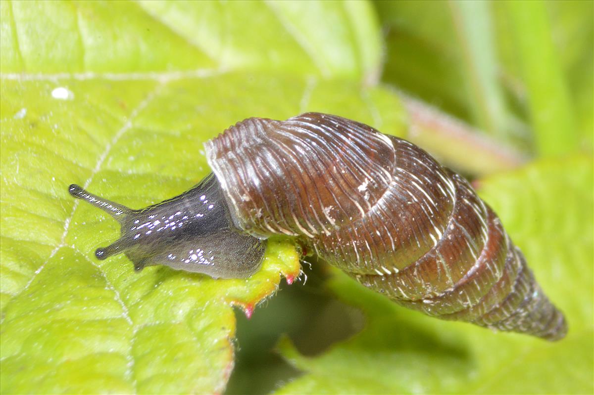 Alinda biplicata biplicata (door Adriaan Gmelig Meyling)