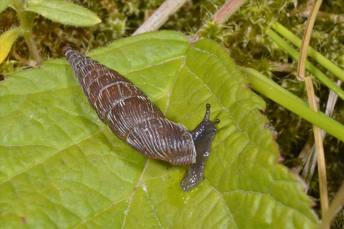 Alinda biplicata biplicata (door Adriaan Gmelig Meyling)