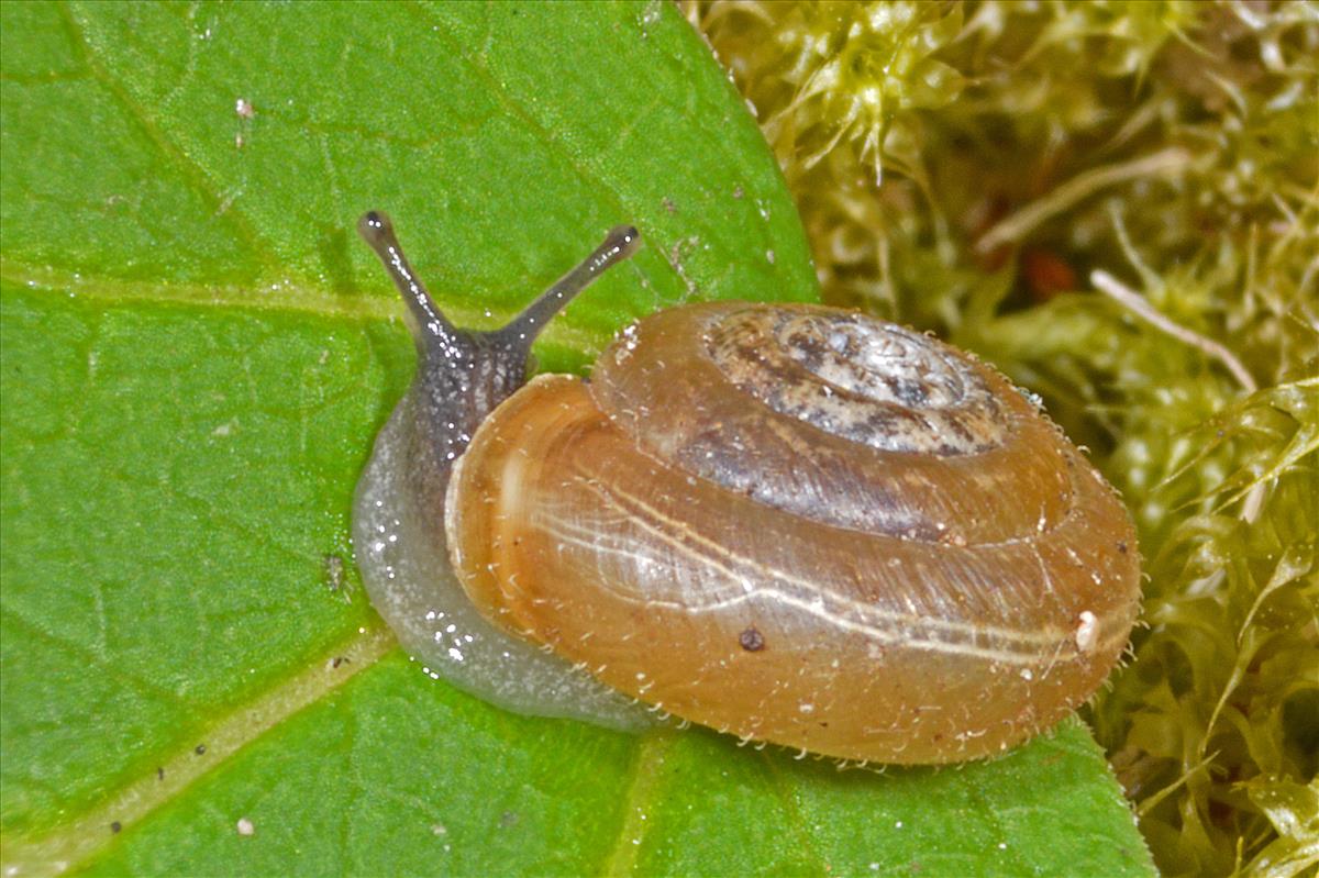 Trochulus hispidus (door Adriaan Gmelig Meyling)