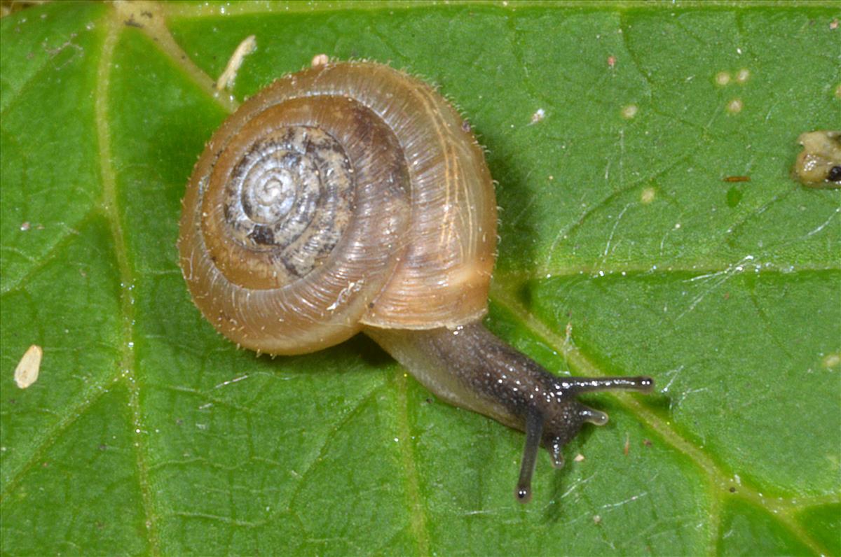 Trochulus hispidus (door Adriaan Gmelig Meyling)