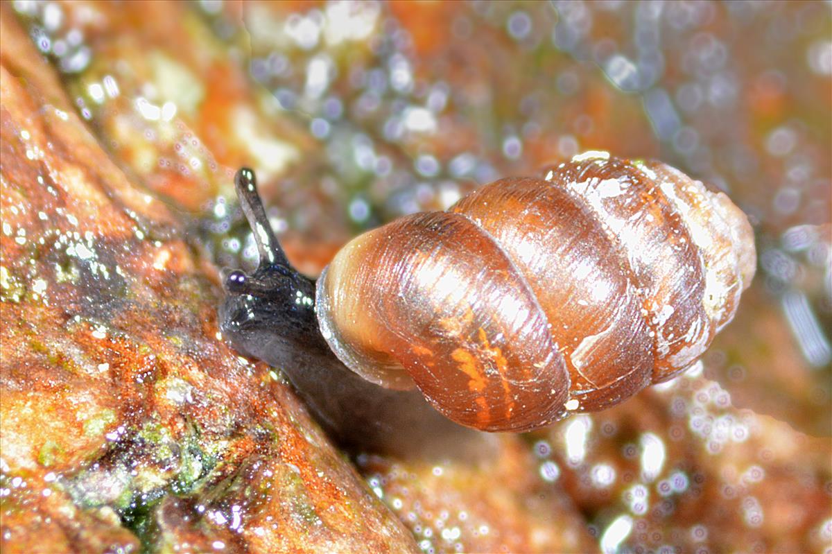 Pupilla muscorum (door Adriaan Gmelig Meyling)