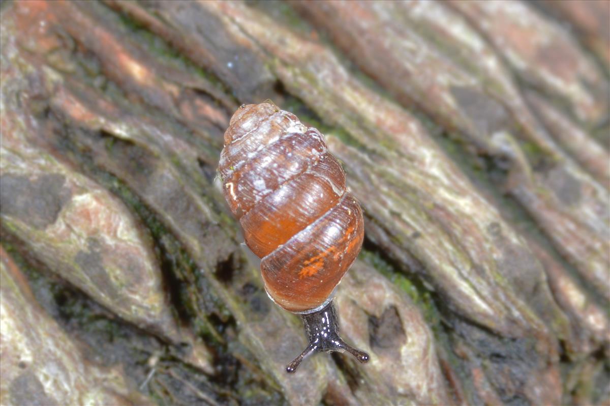 Pupilla muscorum (door Adriaan Gmelig Meyling)