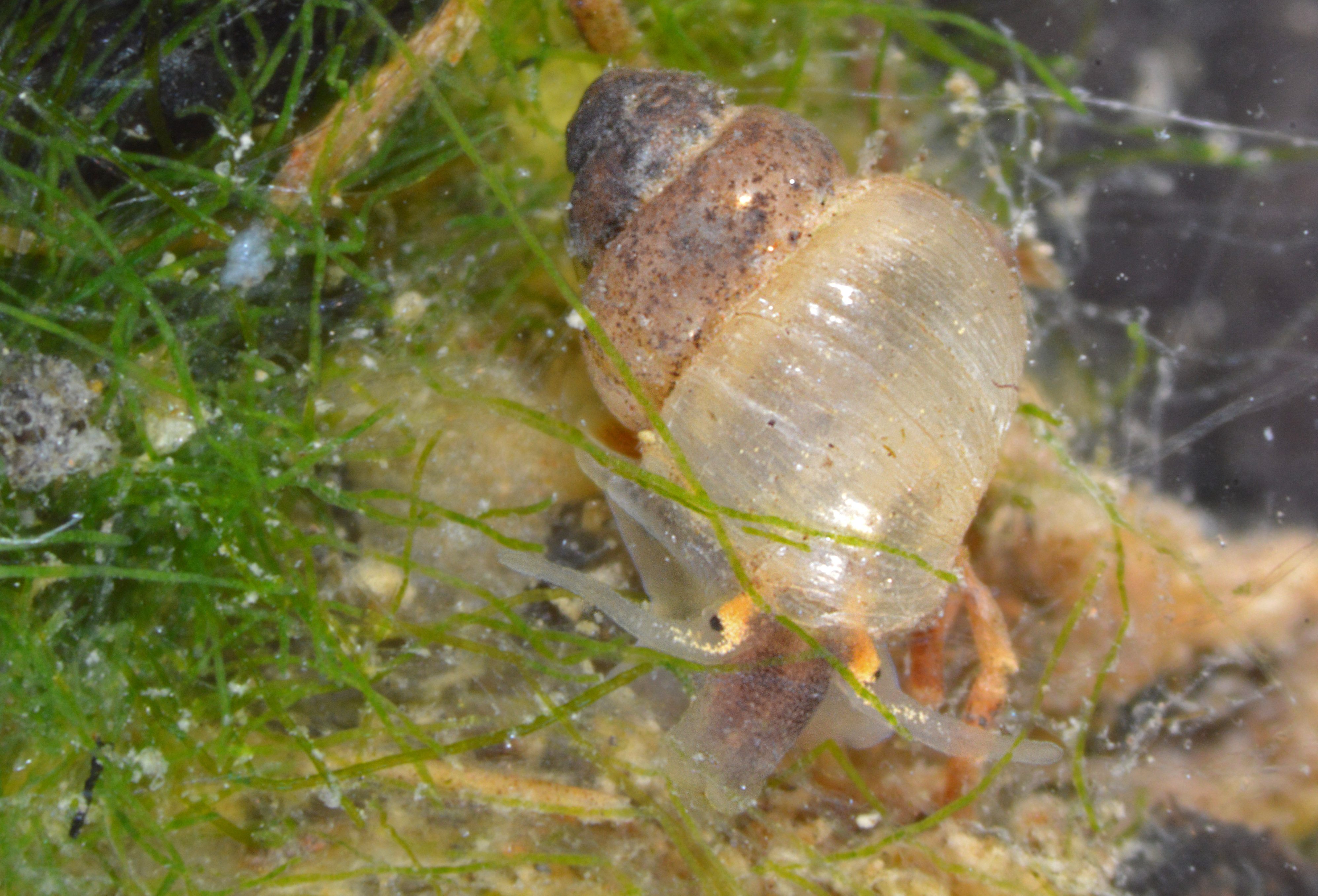 Mercuria anatina (door Adriaan Gmelig Meyling)