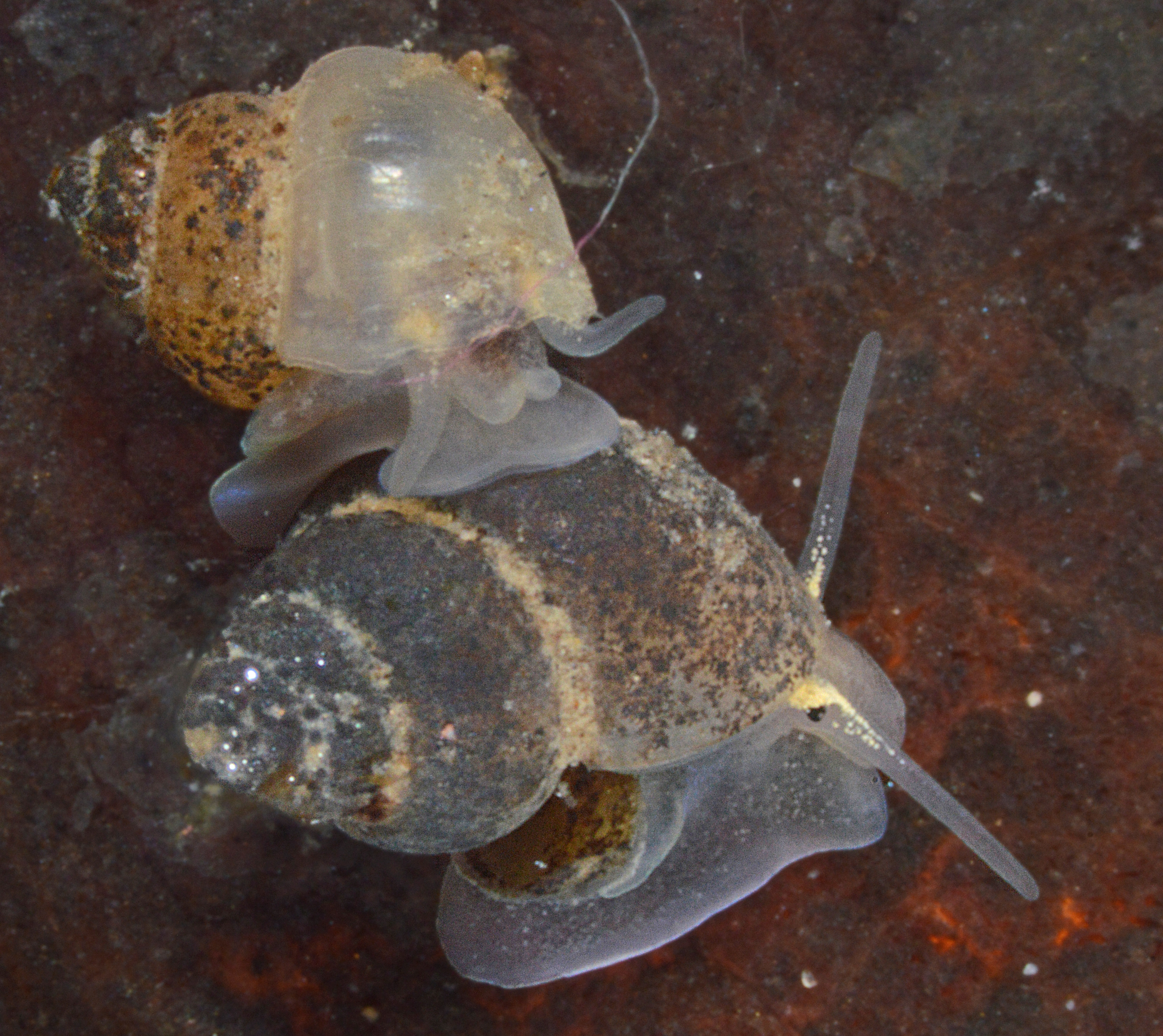 Mercuria anatina (door Adriaan Gmelig Meyling)