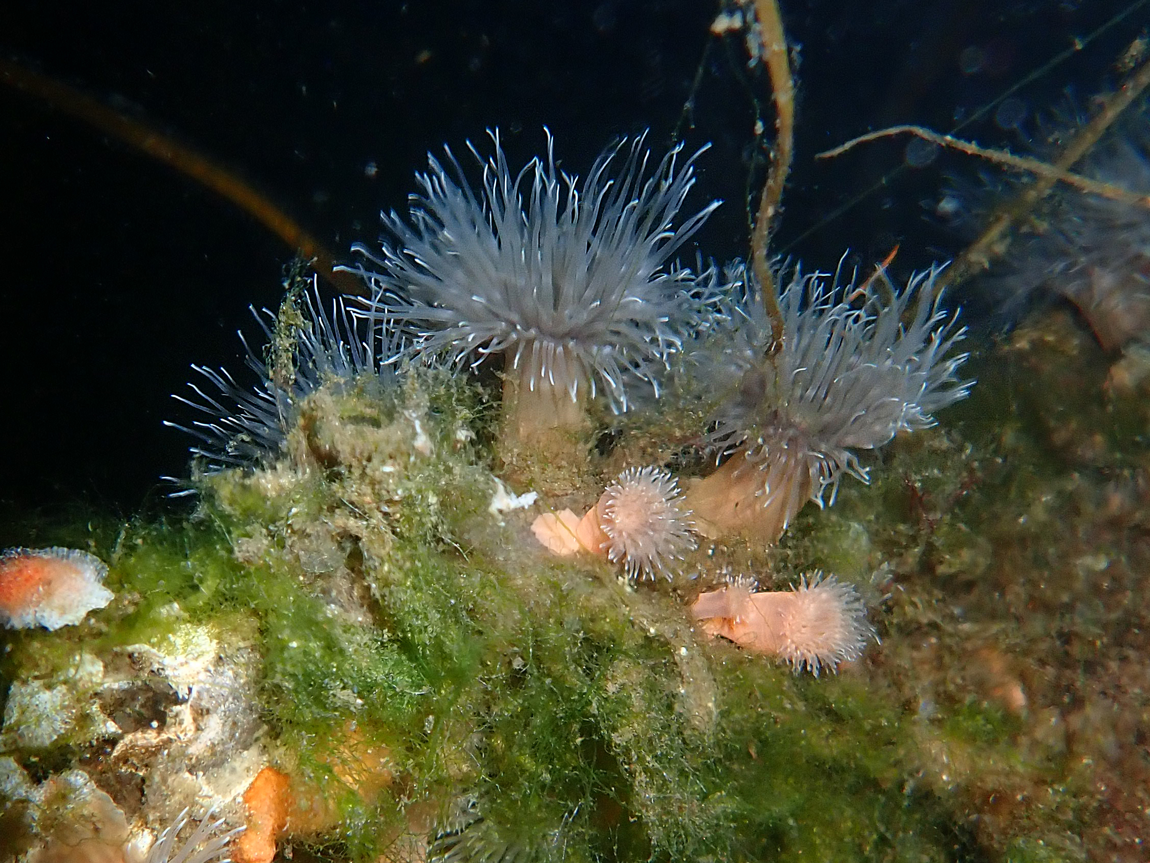 Metridium dianthus (door Adriaan Gmelig Meyling)