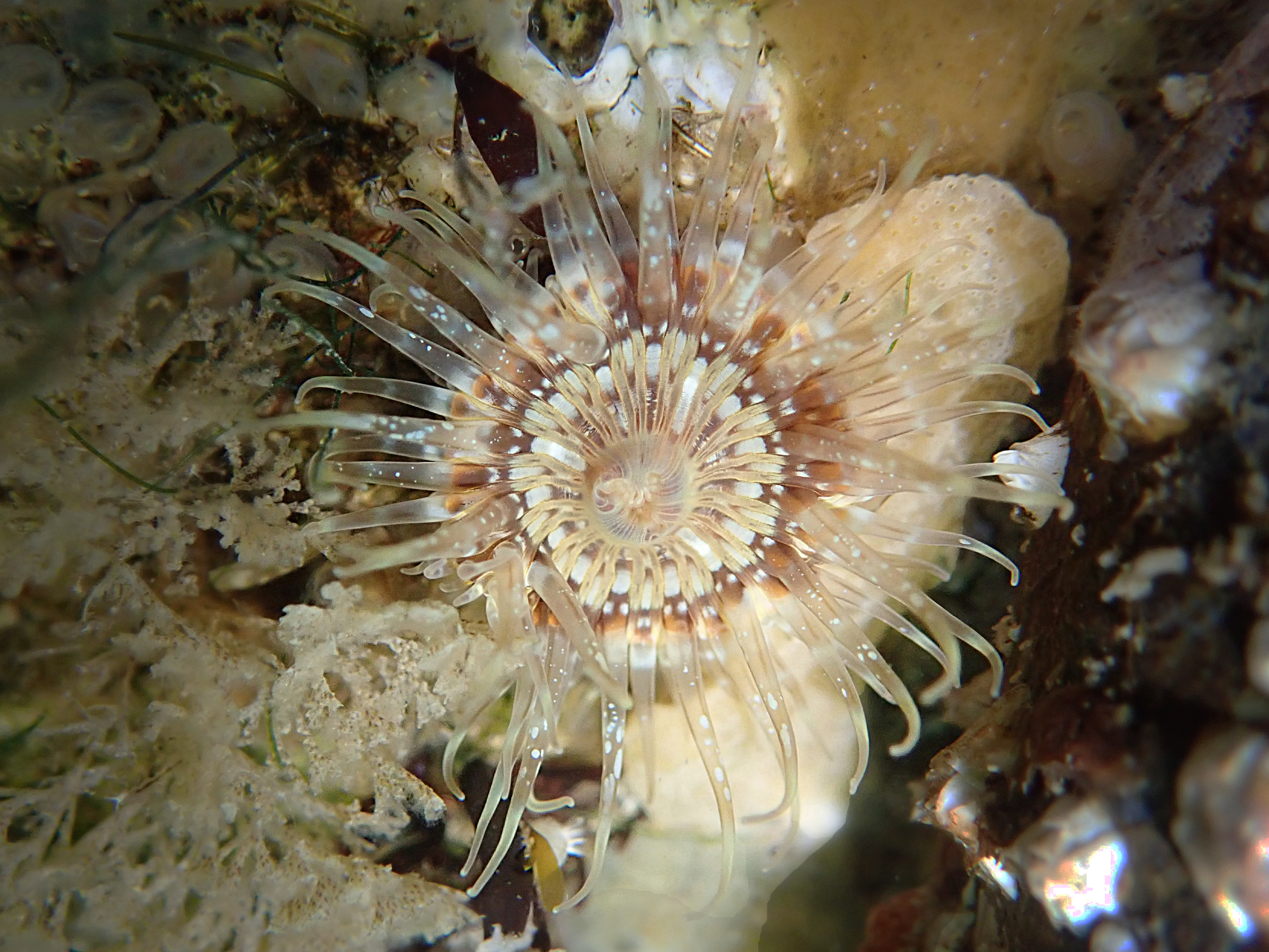 Sagartia troglodytes (door Adriaan Gmelig Meyling)