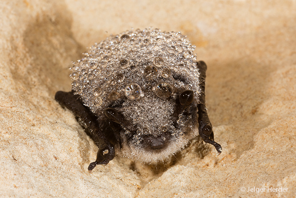 Myotis mystacinus (door Jelger Herder)