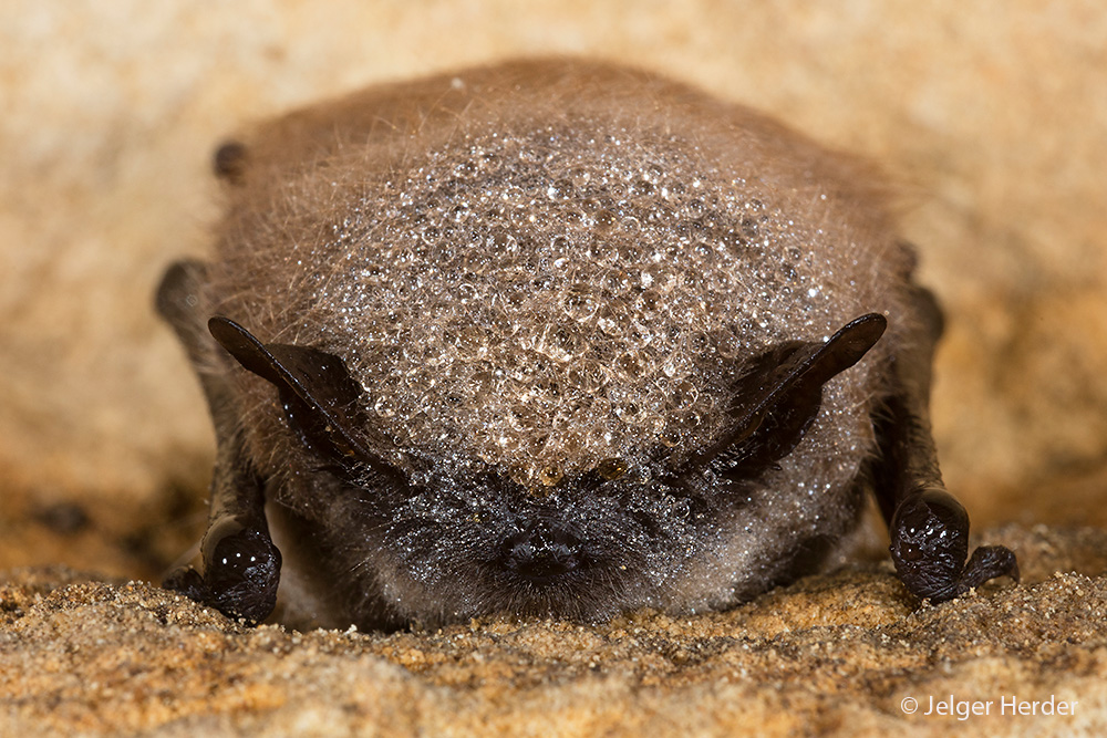 Myotis mystacinus (door Jelger Herder)