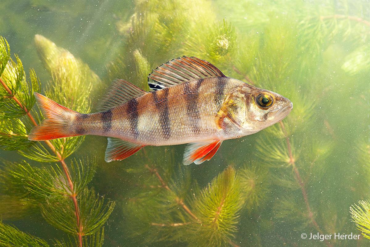 Perca fluviatilis (door Jelger Herder)