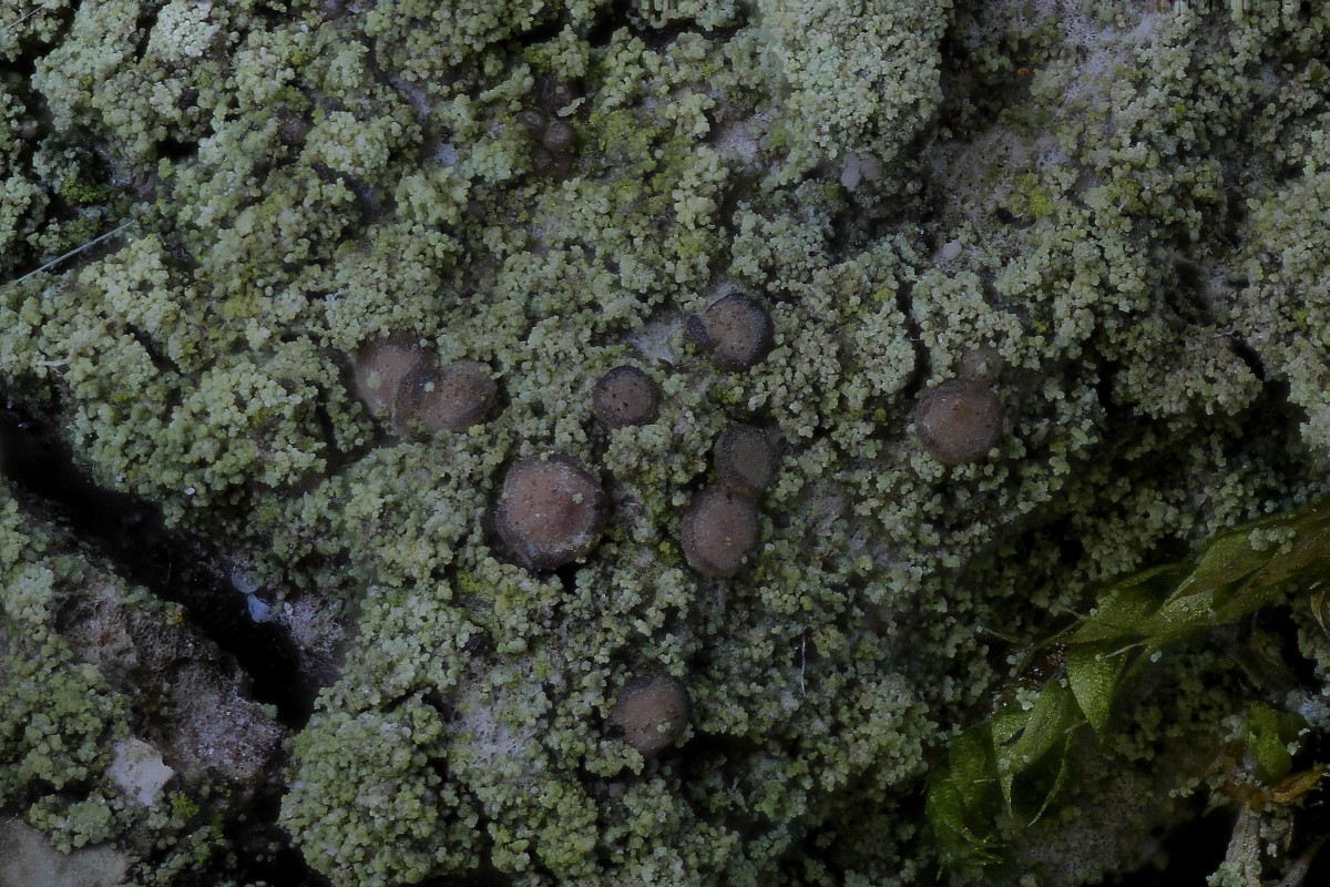 Bacidina neosquamulosa (door Arjan de Groot)