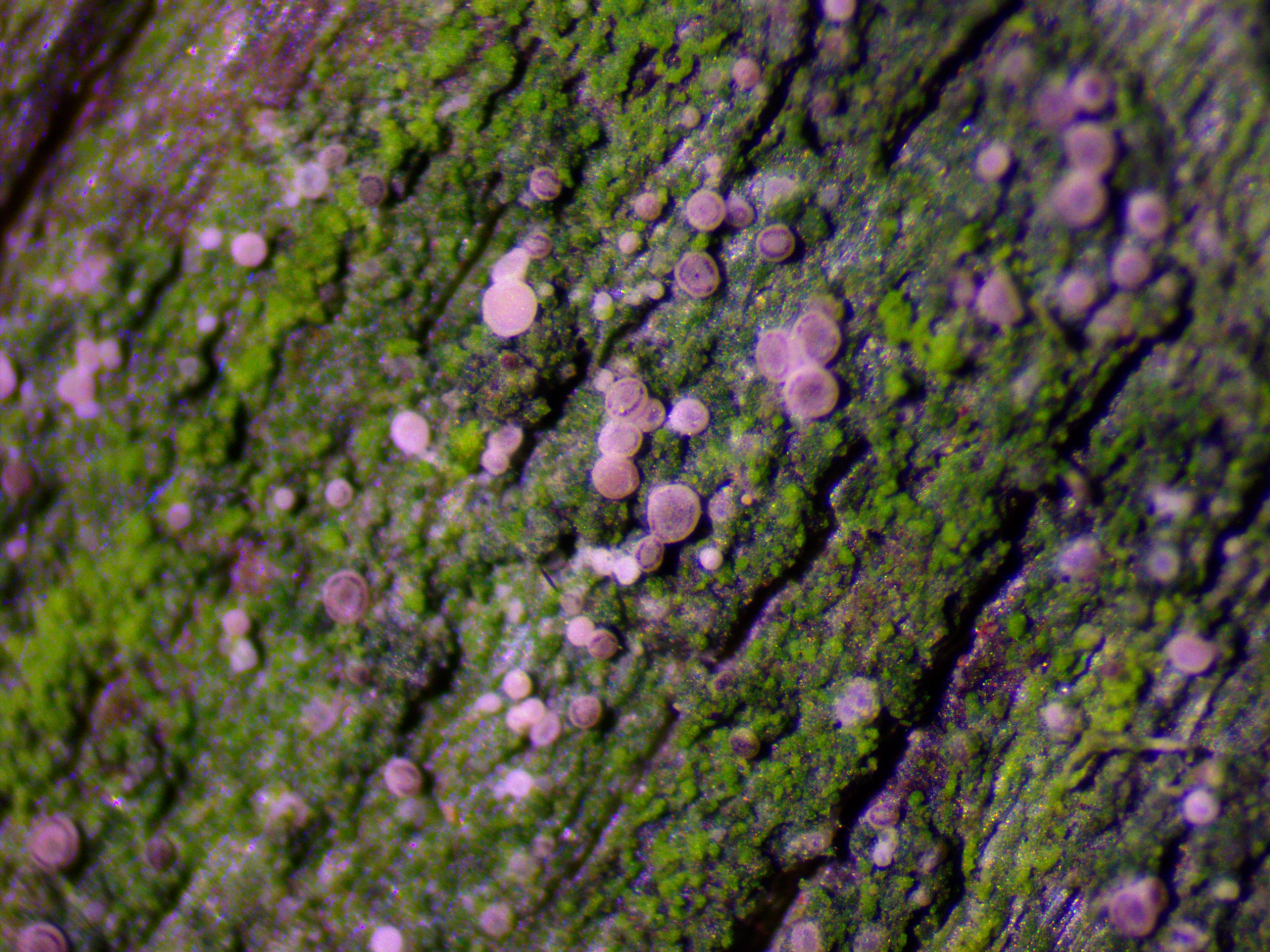 Bacidina chloroticula (door Laurens Sparrius)