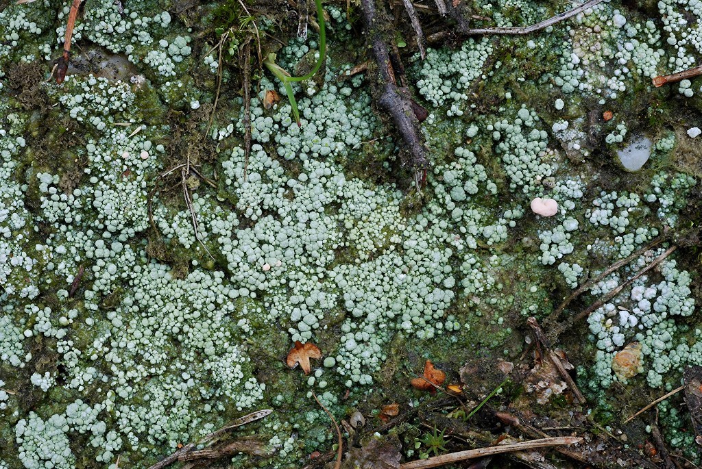 Dibaeis baeomyces (door Arjan de Groot)