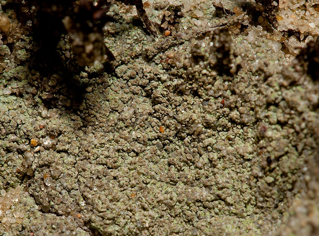 Baeomyces rufus (door Christophe Brochard (www.cbrochard.com))