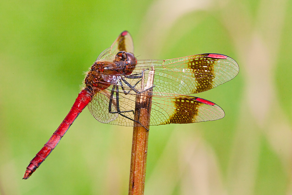 Sympetrum pedemontanum (door John Breugelmans)