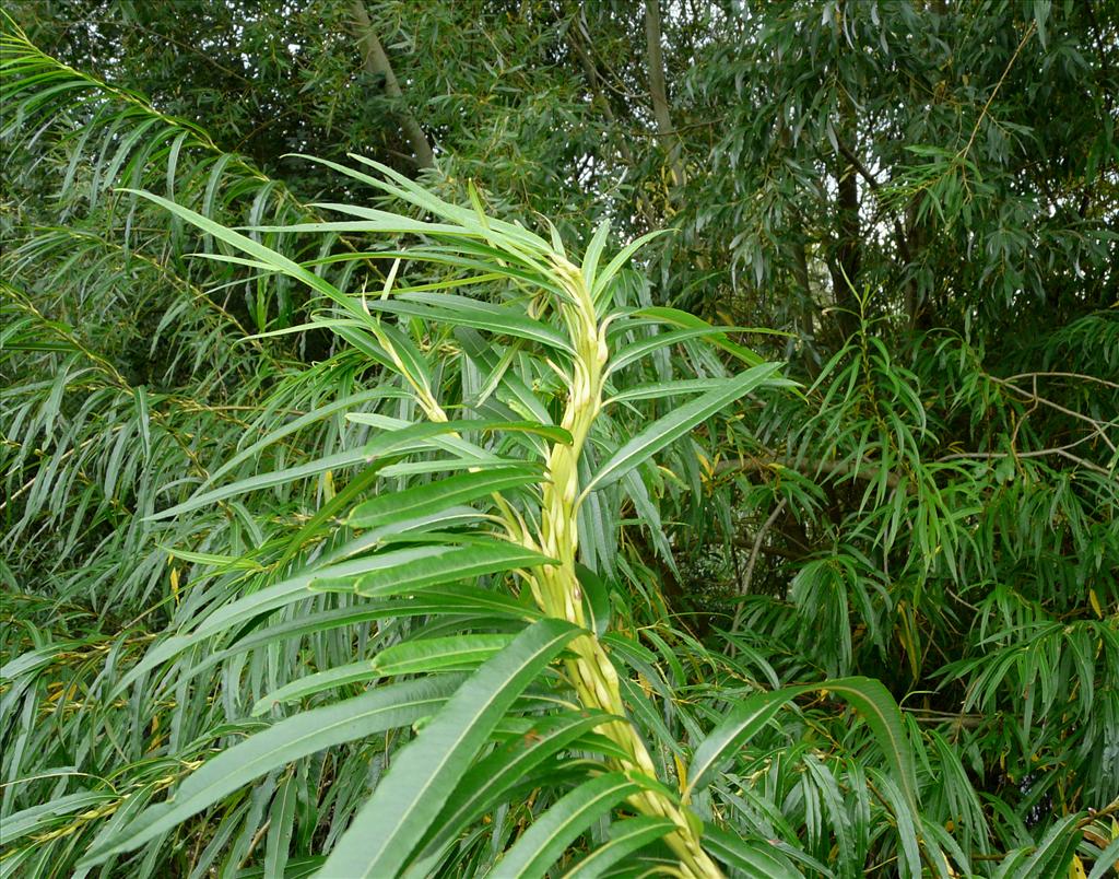 Salix udensis 'Sekka' (door Gijs Haverkamp)