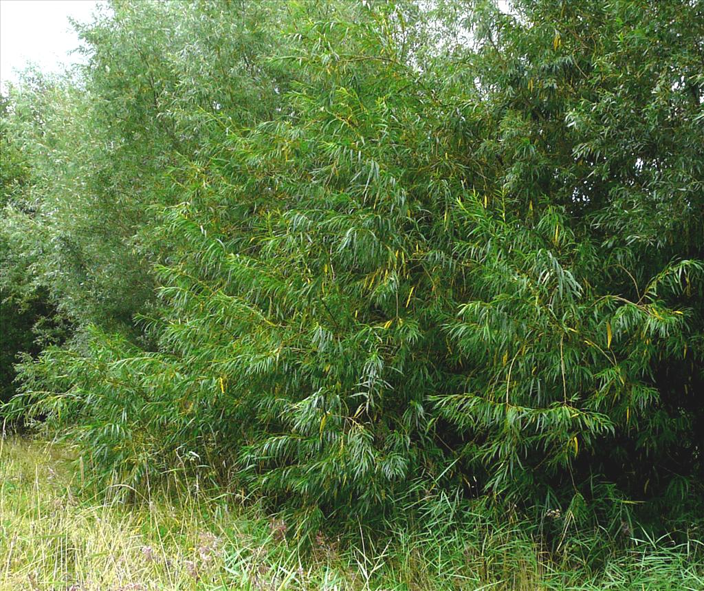 Salix udensis 'Sekka' (door Gijs Haverkamp)