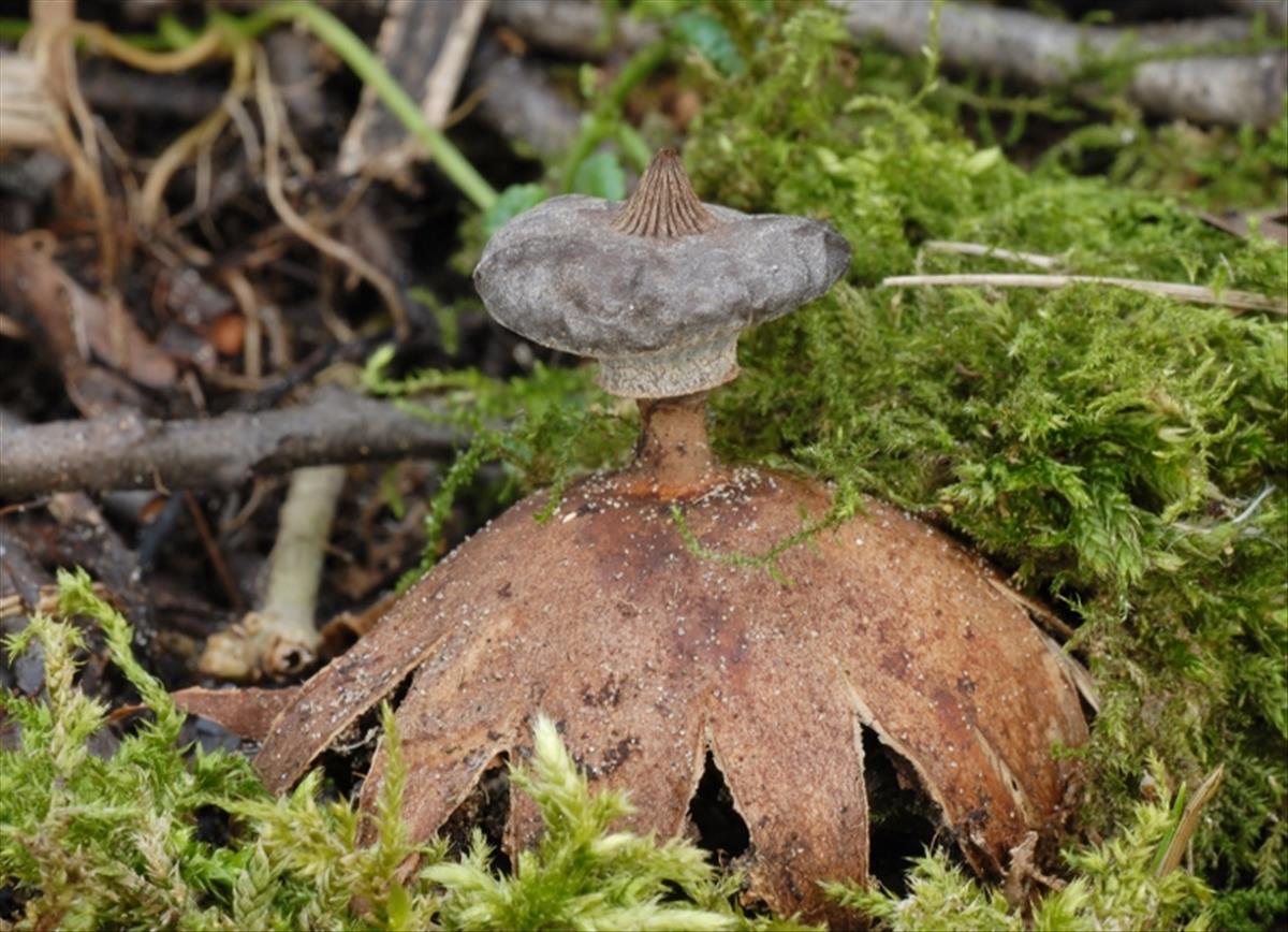 Geastrum striatum (door Laurens van der Linde)